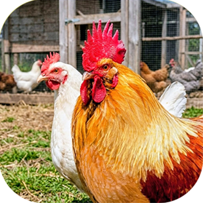 Inicio gallo y gallina