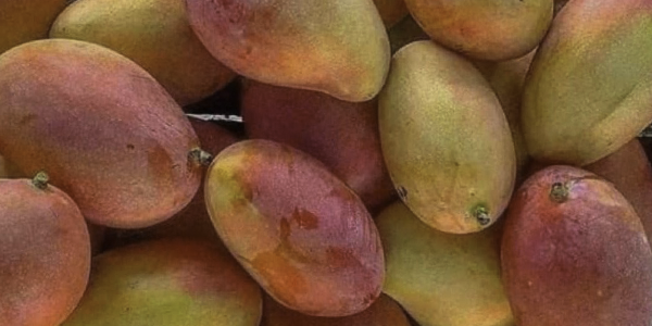 Productos mango 2