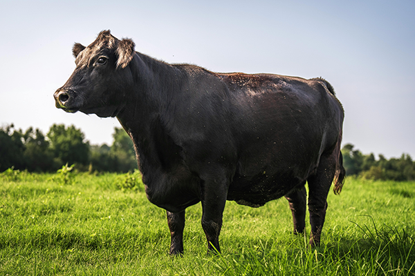 Inicio vaca wagyu