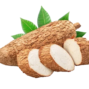 yuca