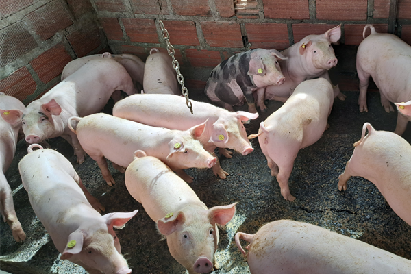 cerditos