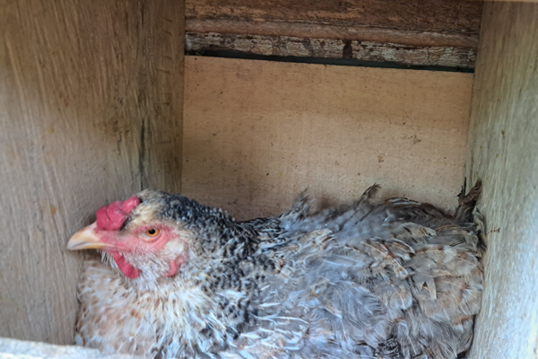 gallina