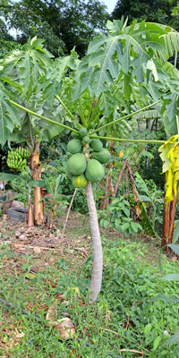 papaya