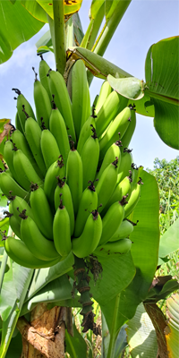 platano