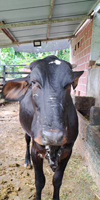 toro