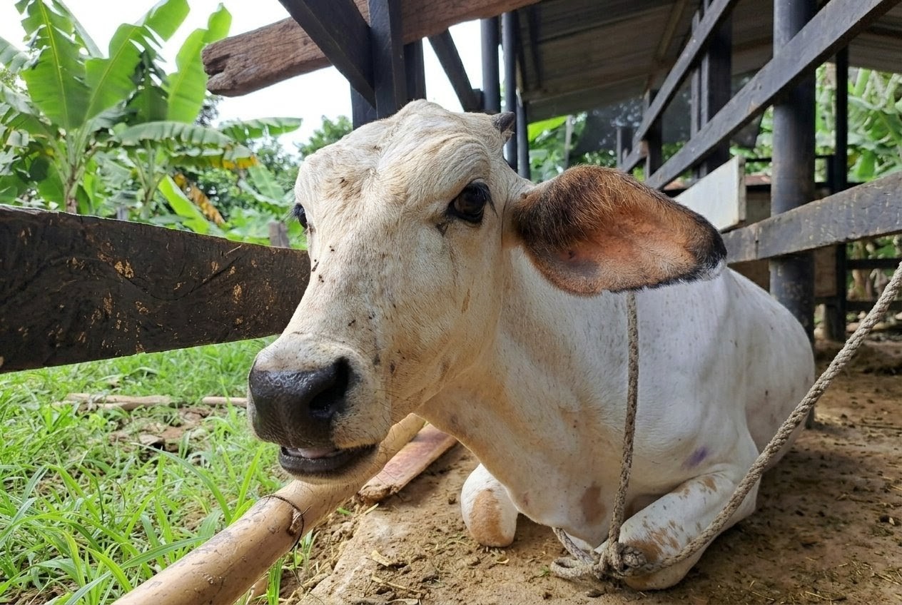 vaca wagyu