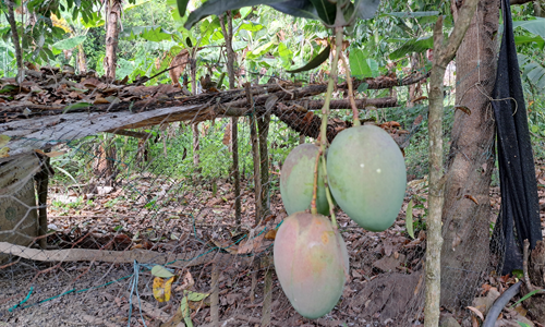 mango 2