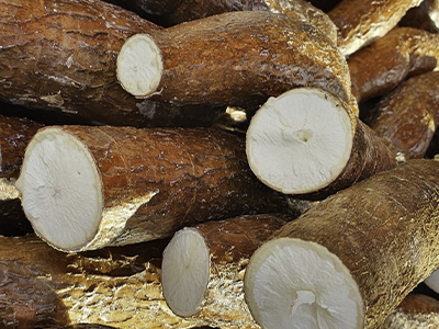 yuca